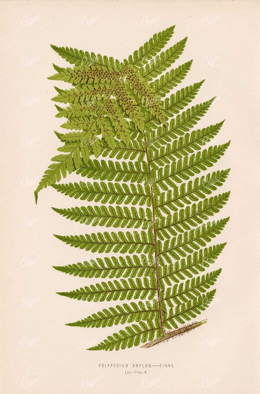 PLANT Vintage Wall Art Polypodium Amplum Pinna by EDWARD LOWE - Botanical - Century Library
