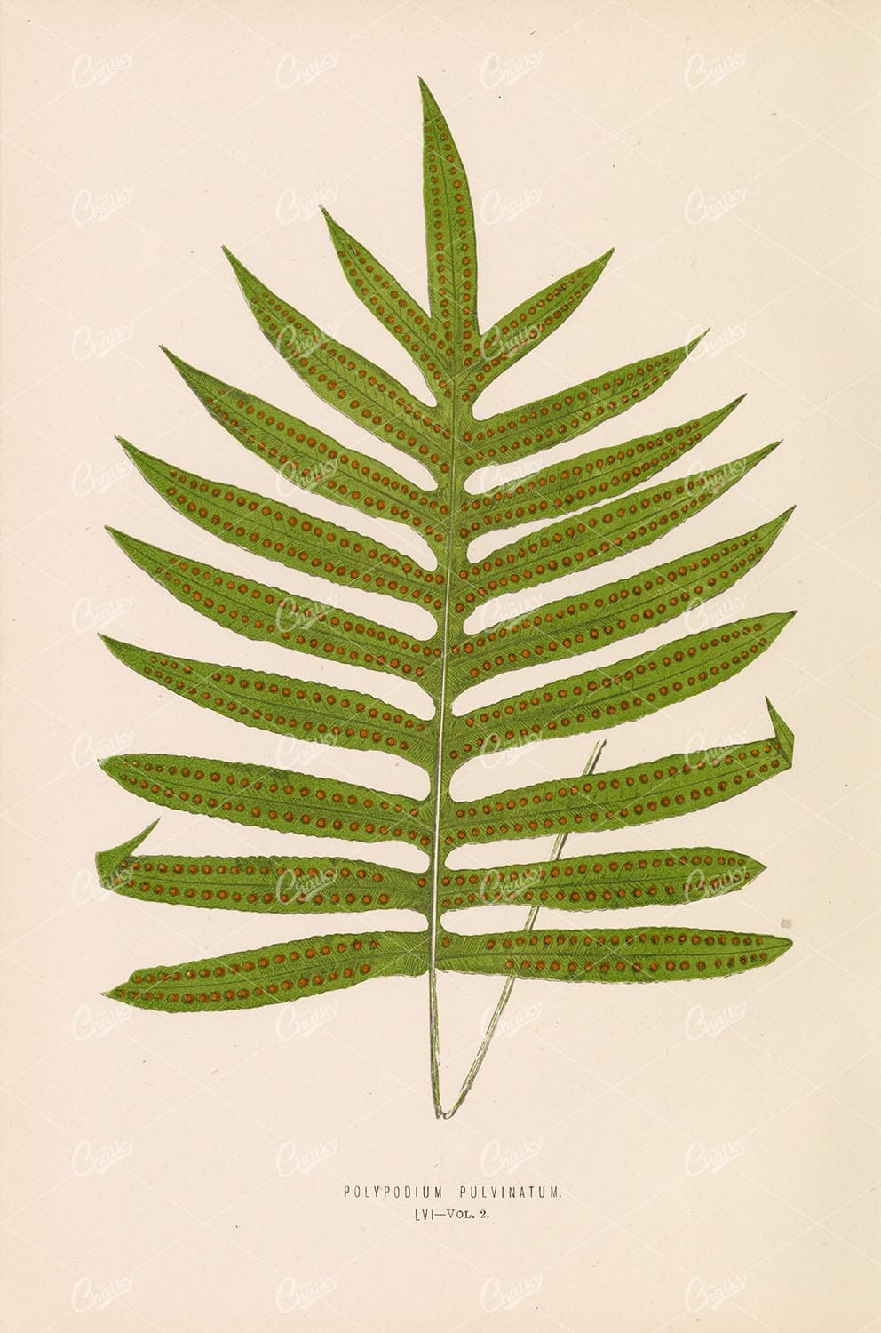 POLYPODIUM Pulvinatum Wall Art by Edward Lowe 1856 - Botanical - Century Library