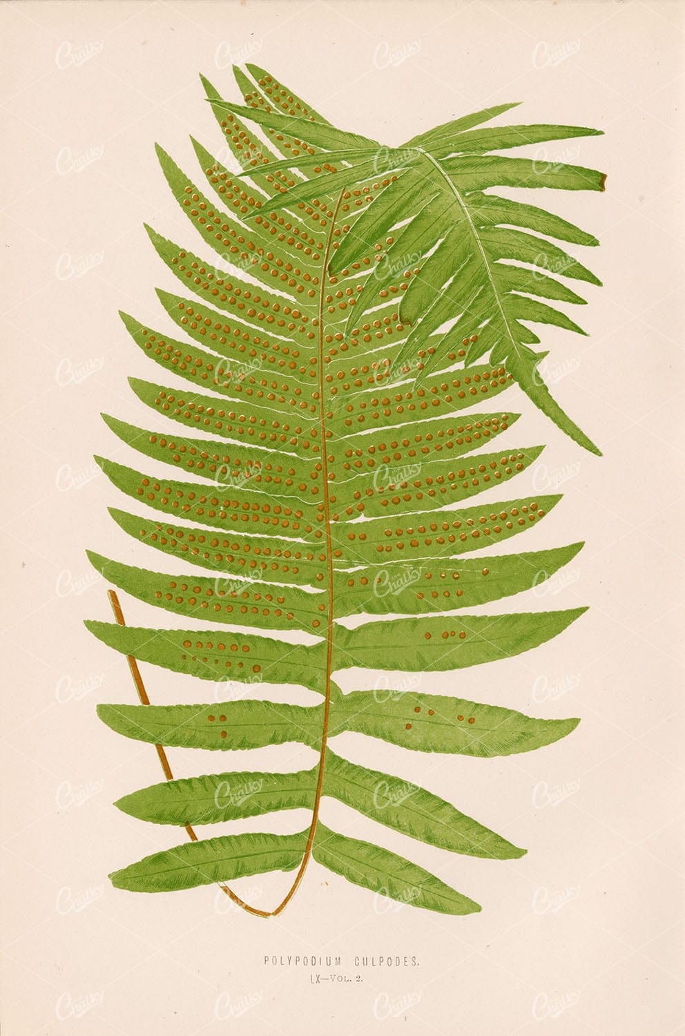 FERN Polypodium Culpodes EDWARD LOWE - Original Vintage Art 1856 - Botanical - Century Library