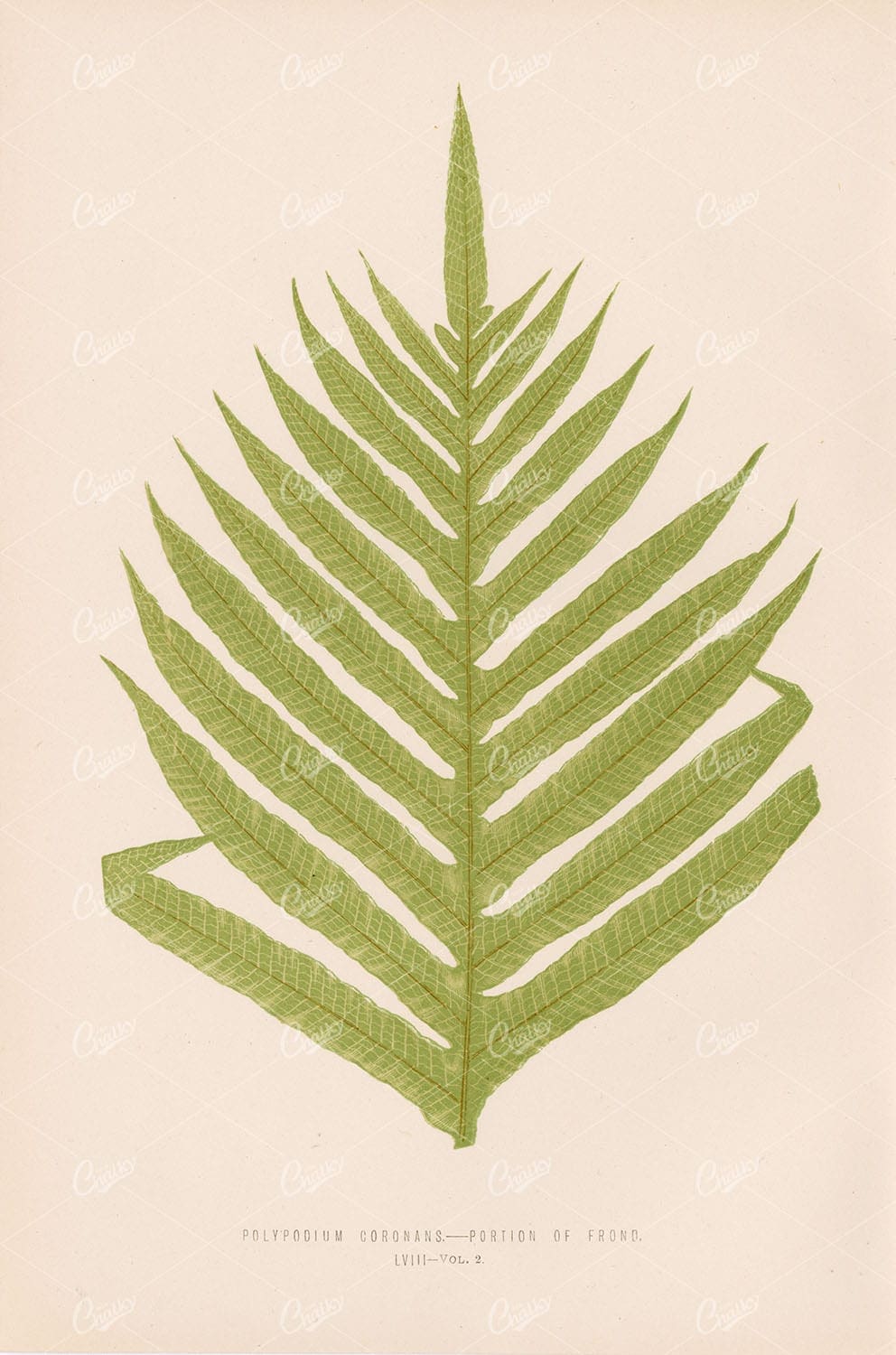 VINTAGE Botanical Wall Art Polypodium Coronans Plate LVIII Edward Lowe - Botanical - Century Library