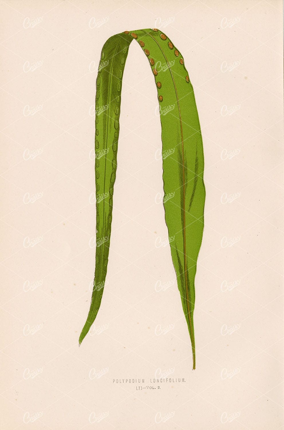 FERNS: Britiah and Exotic Polypodium Longifolium Plate LXI Edward Lowe - Botanical - Century Library