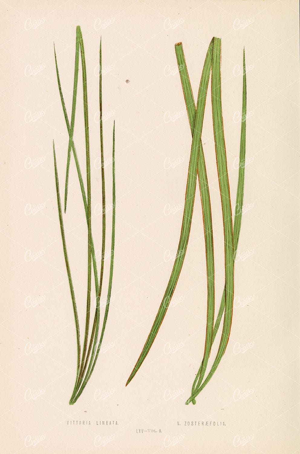 FERNS: British and Exotic Vittaria Lineata and Zosteraefolia by Edward Lowe - Botanical - Century Library