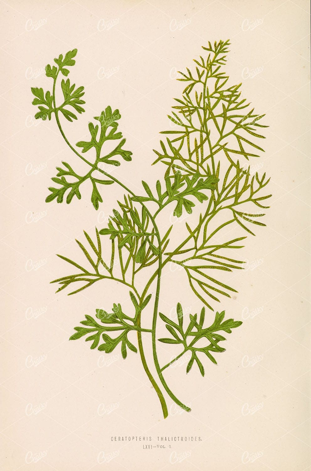 FERNS: British and Exotic Ceratopteris Thalictroides by Edward Lowe Plate LXVI - Botanical - Century Library