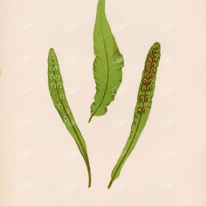 BRITISH and Exotic Ferns: Fadyenia Prolifera by Edward Lowe Plate II - Botanical - Century Library