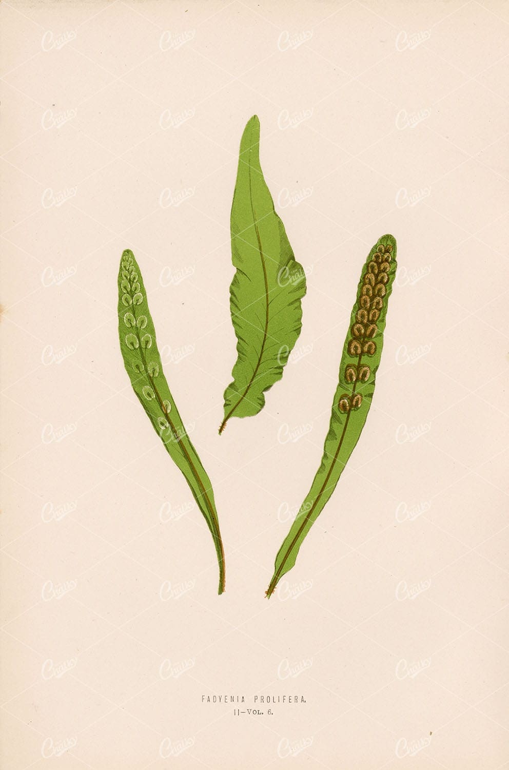 BRITISH and Exotic Ferns: Fadyenia Prolifera by Edward Lowe Plate II - Botanical - Century Library