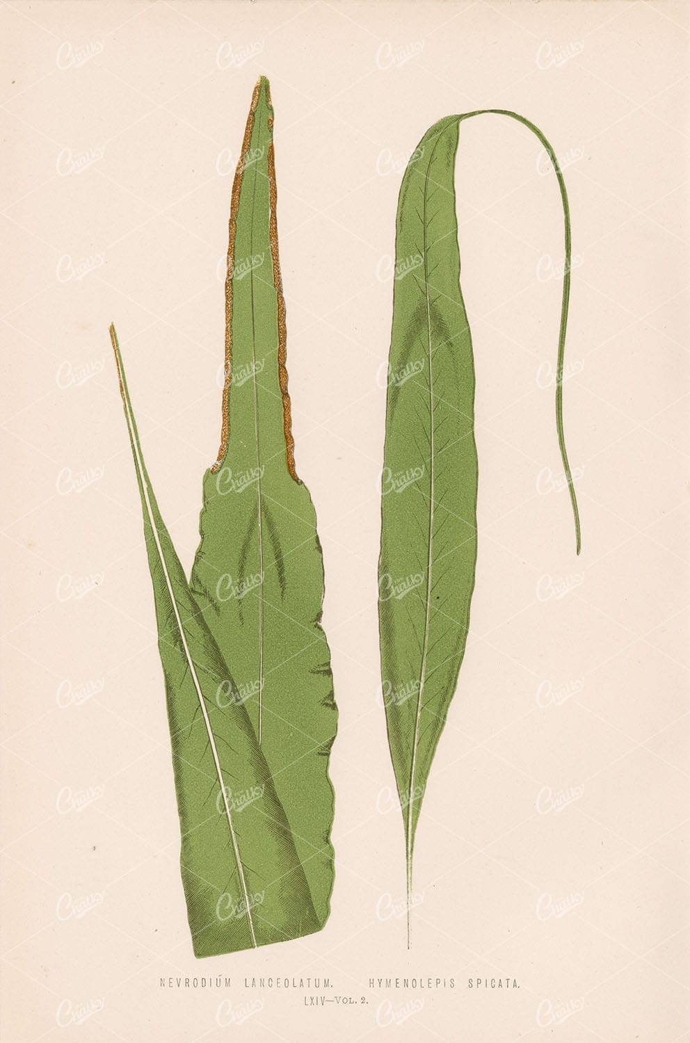NEVRODIUM Lanceolatum by Edward Lowe Plate LXIV - Vintage Wall Art - Botanical - Century Library
