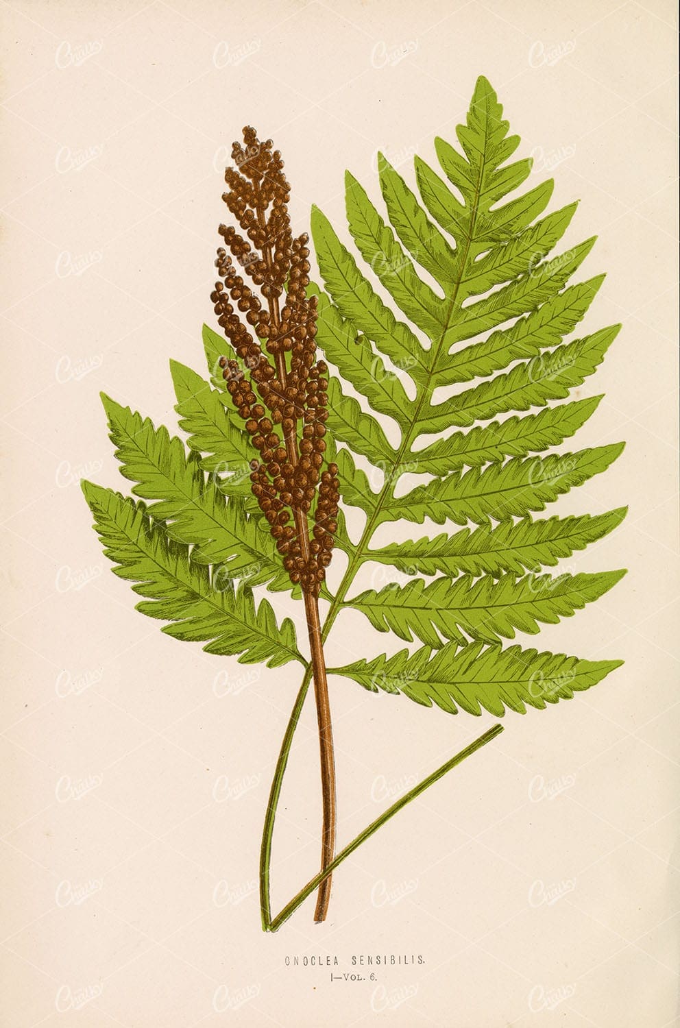 BOTANICAL Onoclea Sensibilis by Edward Lowe Plate I Vol.6 - Botanical - Century Library