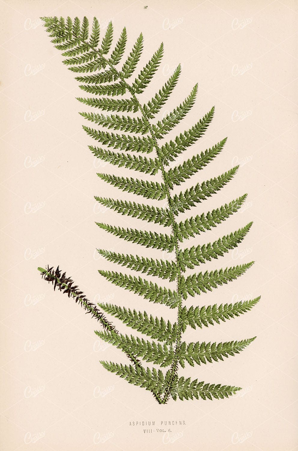 BOTANICAL Aspidium Pungens Fern Artwork by Edward Lowe Plate VIII - Botanical - Century Library