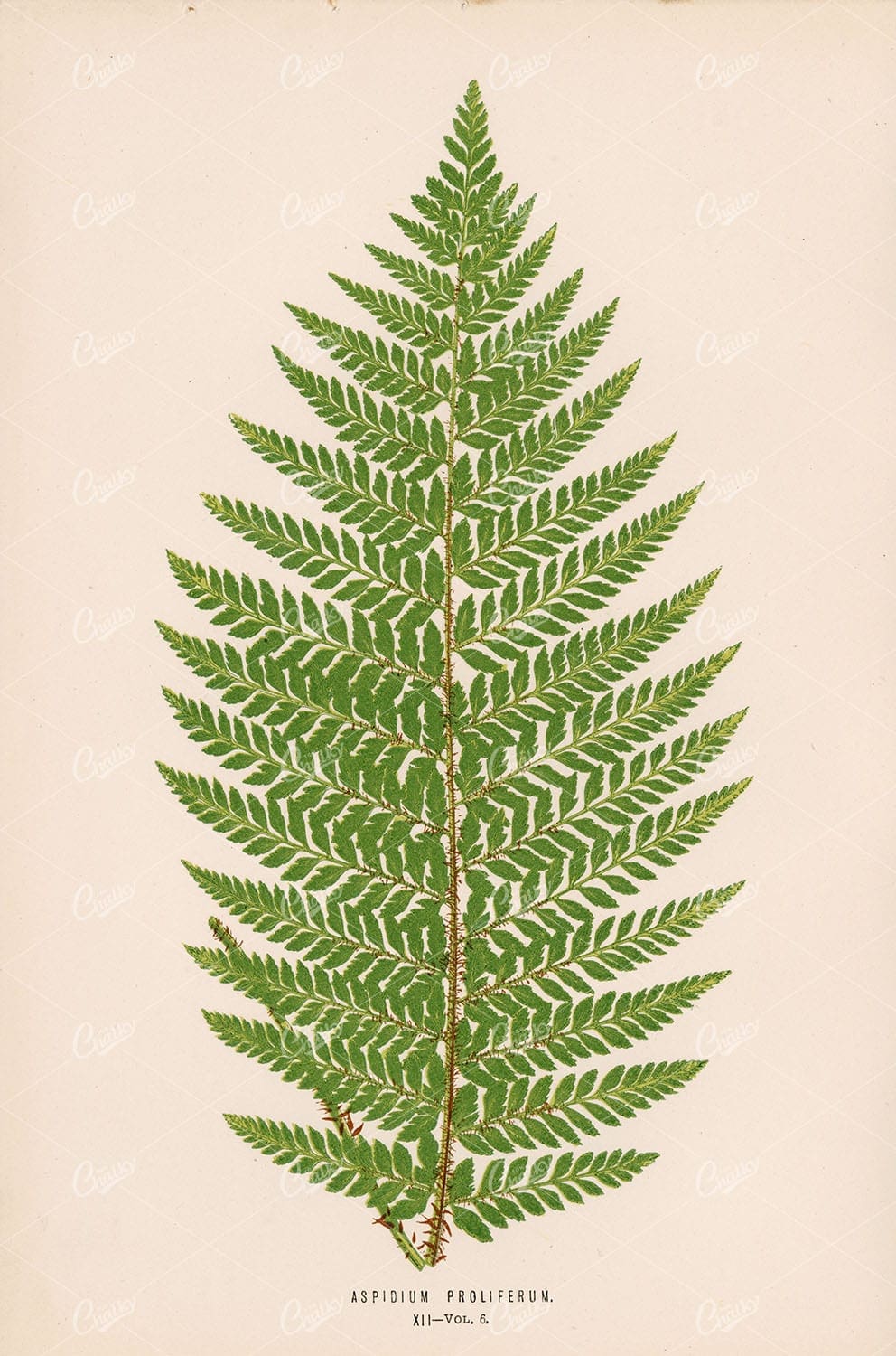 FERN Aspidium Proliferum Vintage Art by Edward Lowe Plate XII - Botanical - Century Library