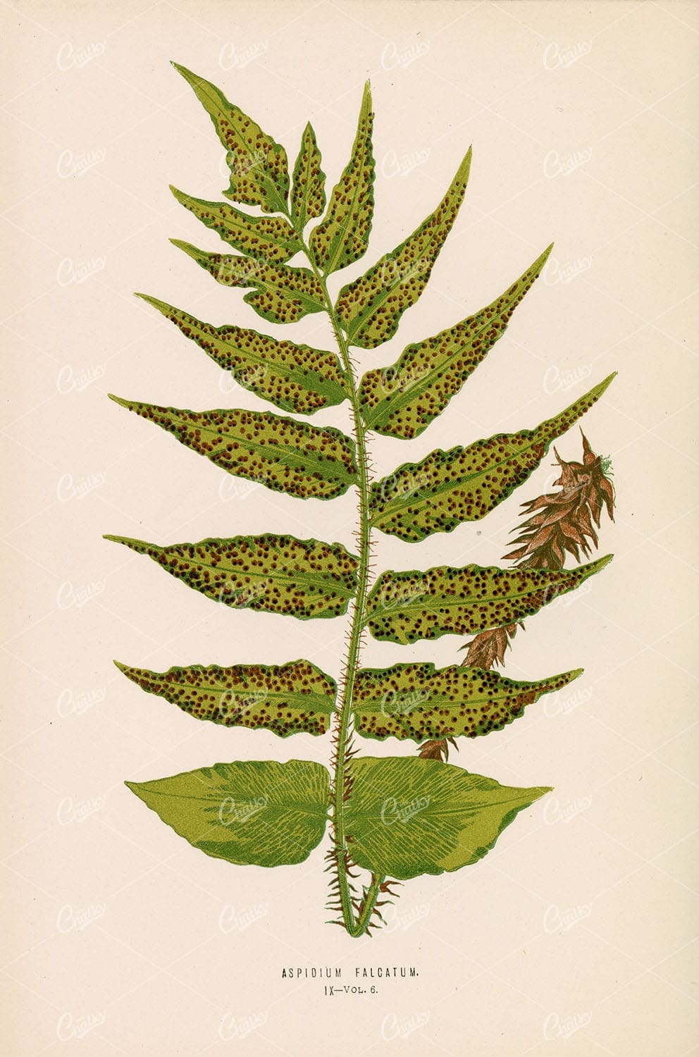 BOTANICAL Aspidium Falcatum Fern Art by Edward Lowe Plate IX Vol.6 - Botanical - Century Library