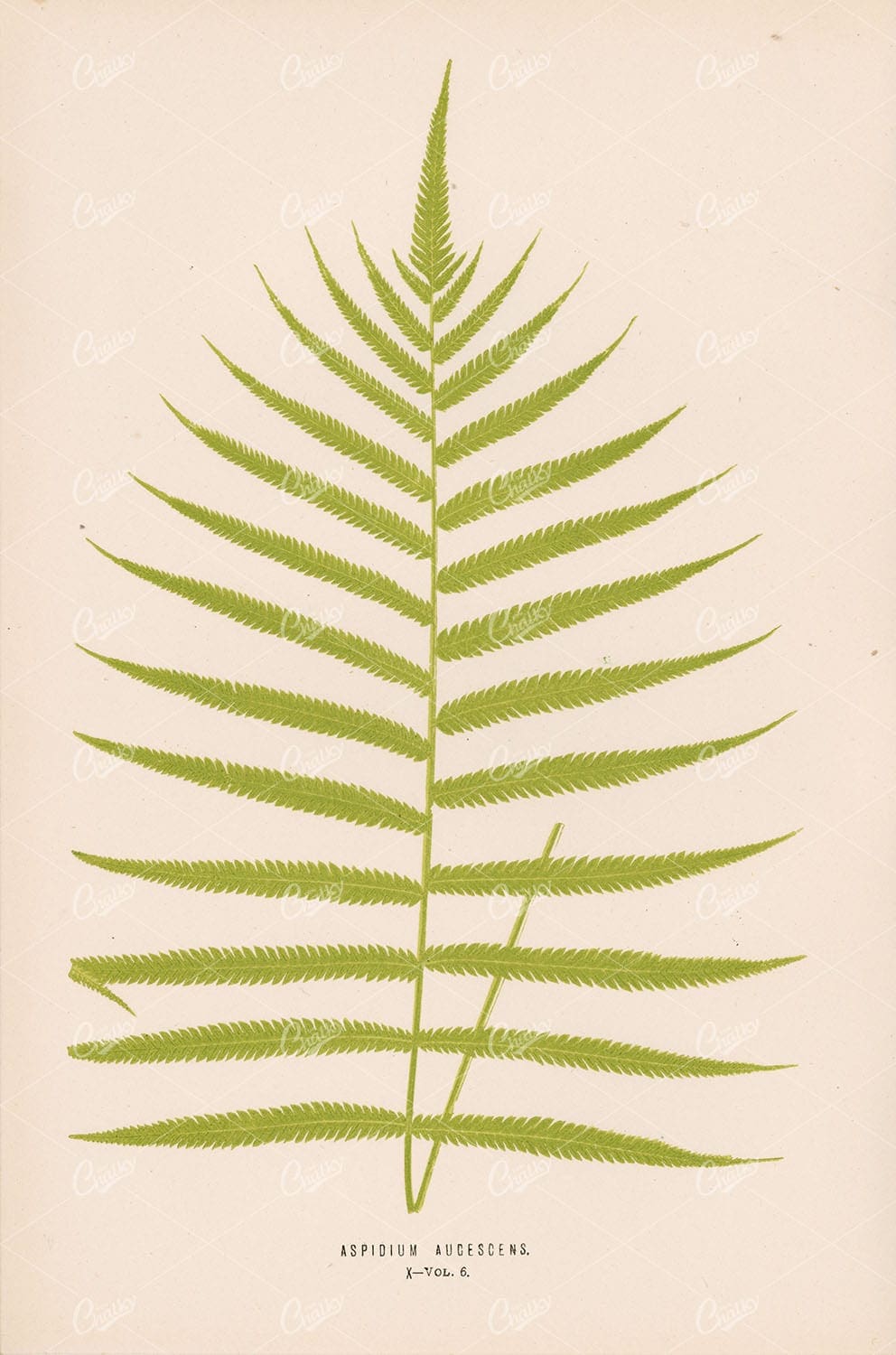 FERN Aspidium Augescens Vintage Art by Edward Lowe Plate X Vol.6 - Botanical - Century Library