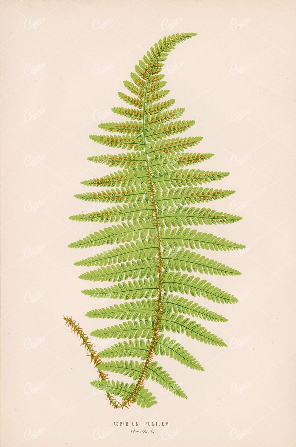 BOTANICAL Vintage Wall Art - Aspidium Pumilum by LOWE, Edward - Botanical - Century Library