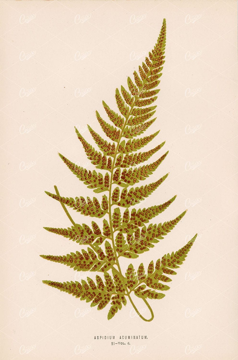 ASPIDIUM Acuminatum by Edward Lowe - Vintage Botanical Wall Art - Plate XI - Botanical - Century Library