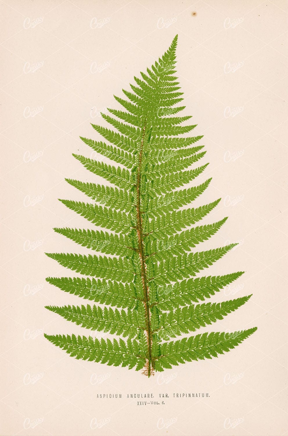 VINTAGE Botanical Wall Art by Edward Lowe 1856 - Botanical - Century Library