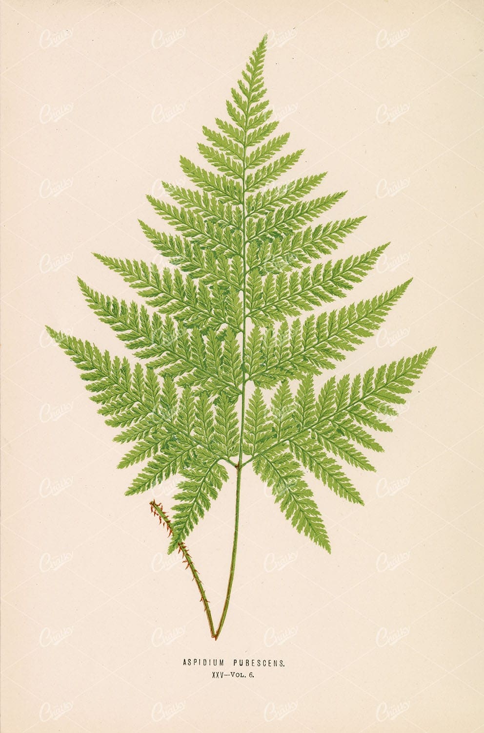 VINTAGE Botanical Stock Image - Aspidium Pubescens by Edward Lowe 1856 - Botanical - Century Library
