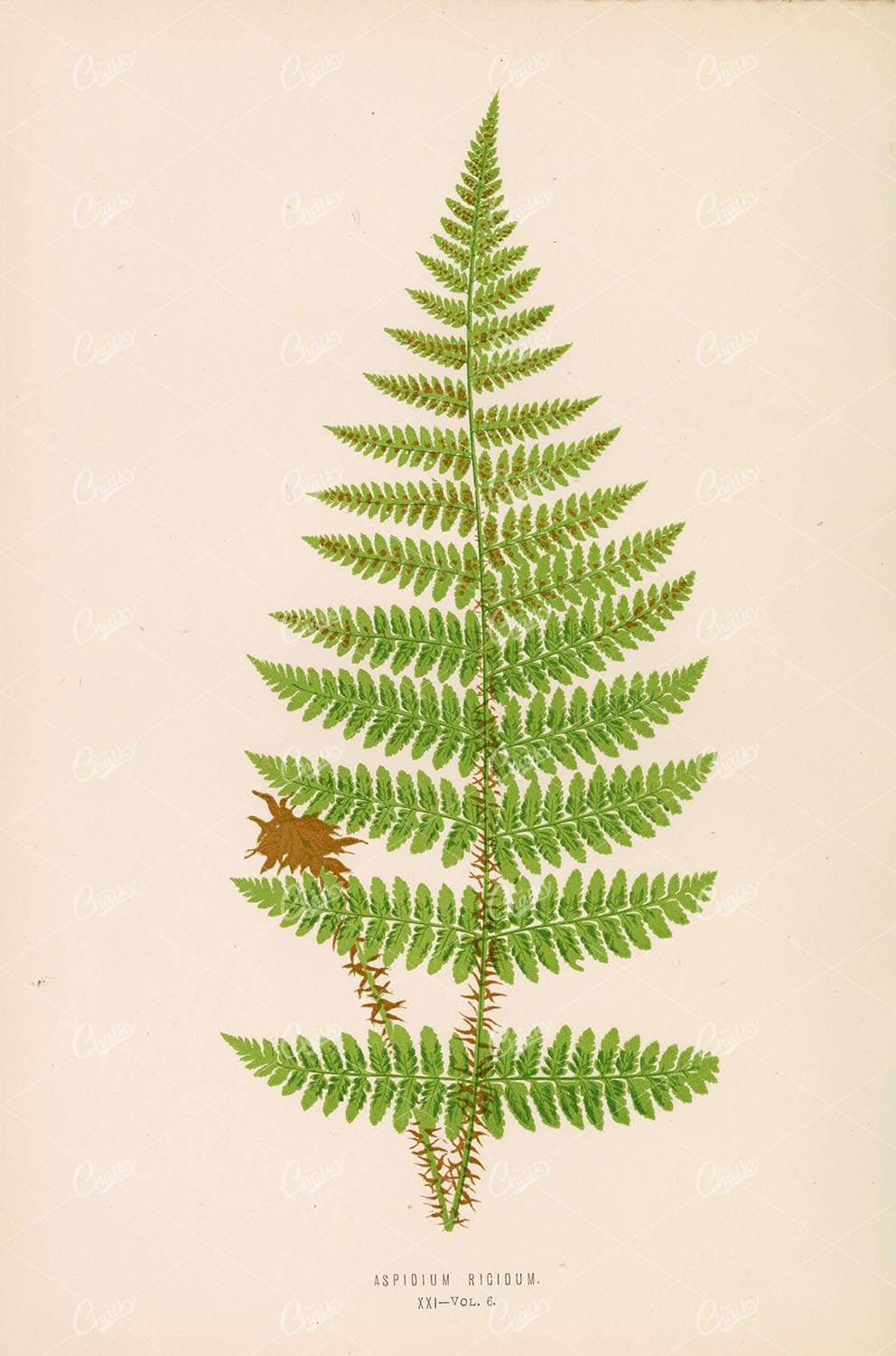 VINTAGE Plant Wall Art - Aspidium Rigidum by Edward Lowe - Botanical - Century Library