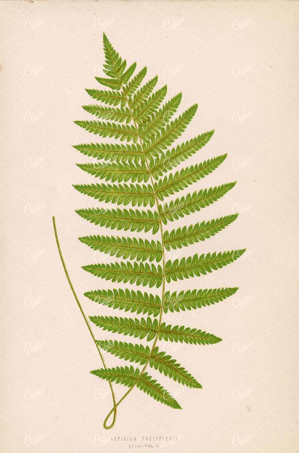 GREEN Fern Stock Image - Aspidium Thelypteris by Edward Lowe - Original Botanical Art - Botanical - Century Library