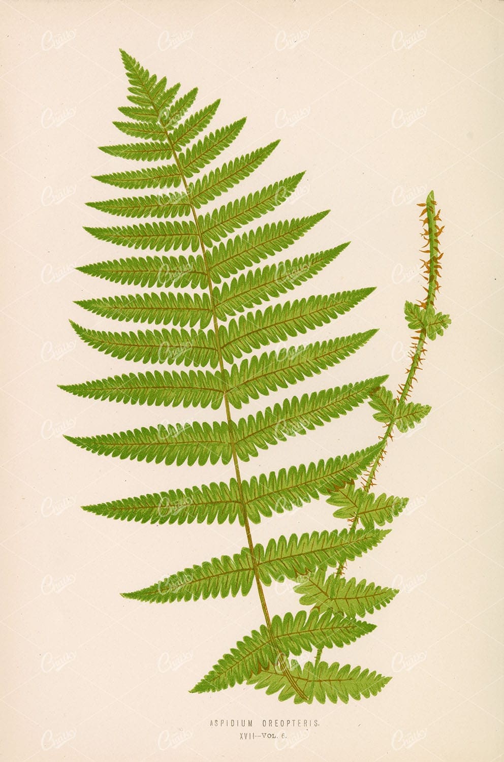 FERN Plant Wall Art Aspidium Oreopteris by Edward Lowe - Vintage Botany Stock Image - Botanical - Century Library