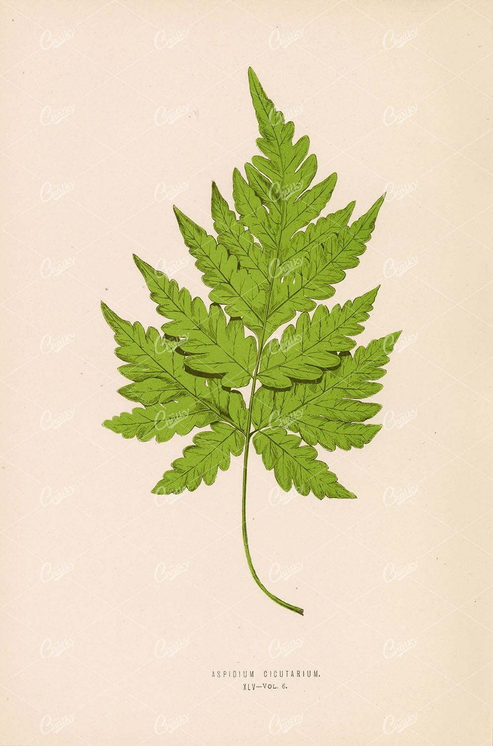 FERN Aspdium Cicutarium by Edward Joseph Lowe - Vintage Wall Art Plate XLV - Botanical - Century Library