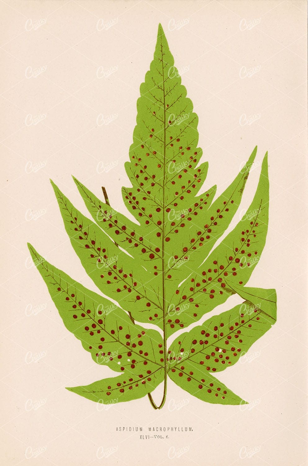 LOWE, Edward. Vintage Fern Wall Art - Aspidium Macrophyllum Plate XLVI - Botanical - Century Library