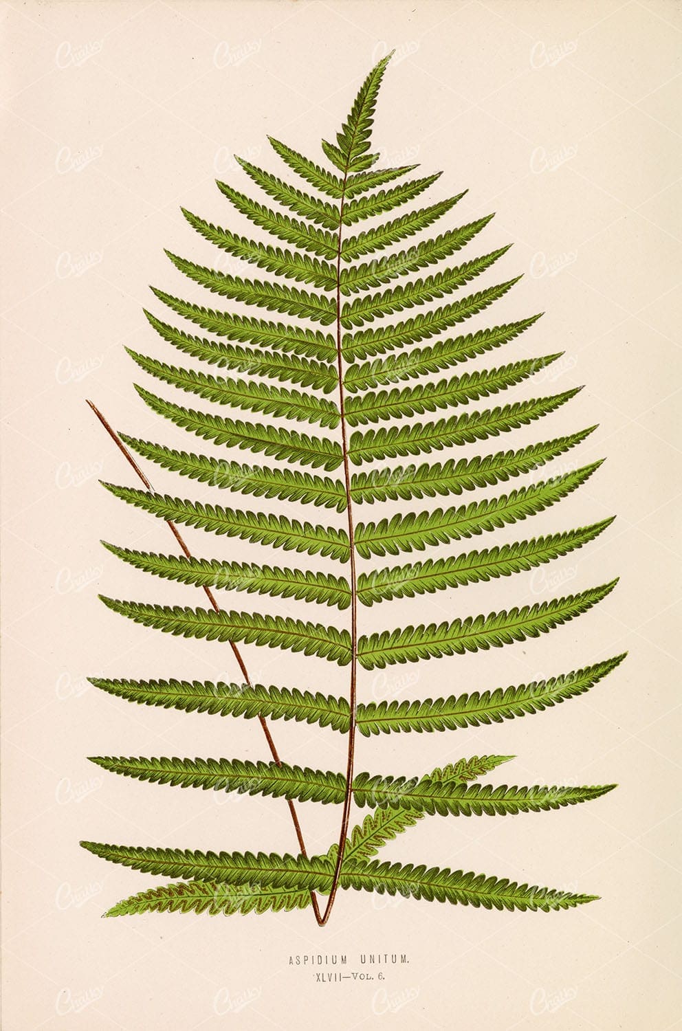 LOWE, Edward. Vintage Fern Wall Art - Aspidium Unitum Plate XLVII - Botanical - Century Library