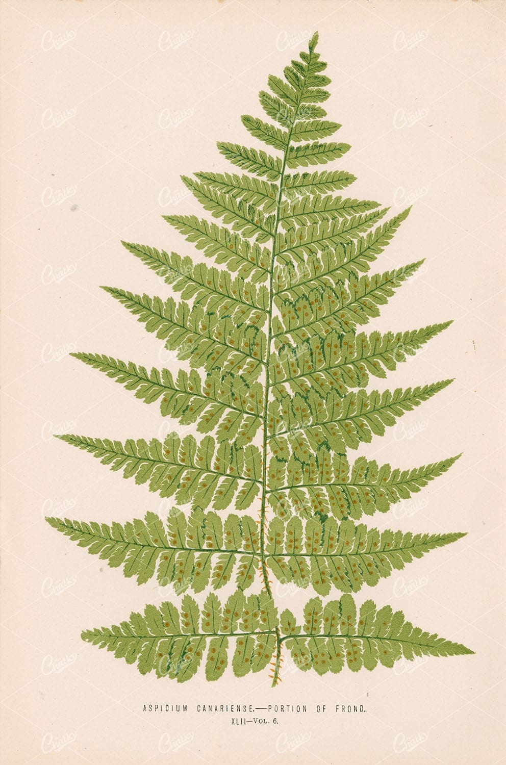 LOWE, Edward. Vintage Fern Wall Art - Aspidium Canariense Plate XLII - Botanical - Century Library
