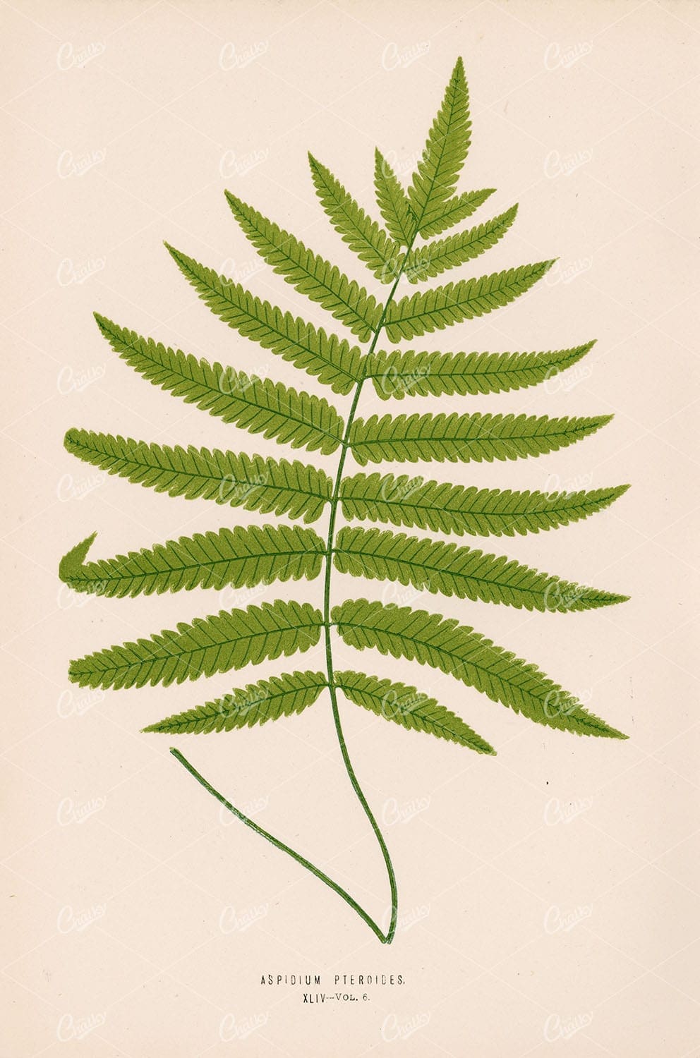 LOWE, Edward. Original Vintage Fern Stock Image - Aspidium Pteroides Plate XLIV - Botanical - Century Library