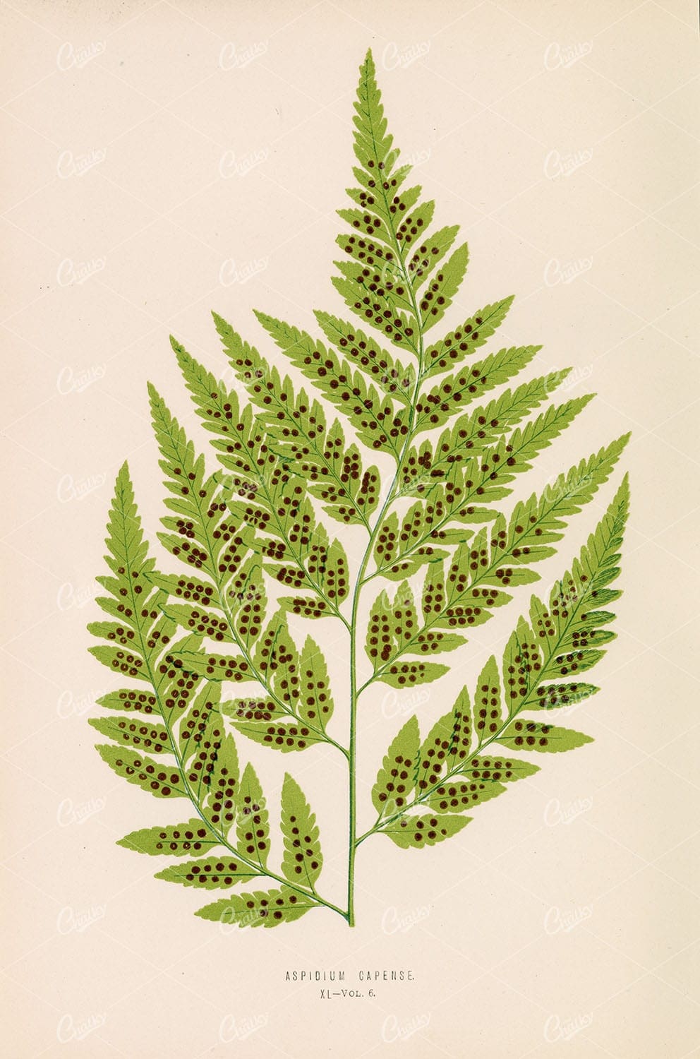 LOWE, Edward. Interior Design Wall Art, Aspidium Capense. Plate XL - Botanical - Century Library
