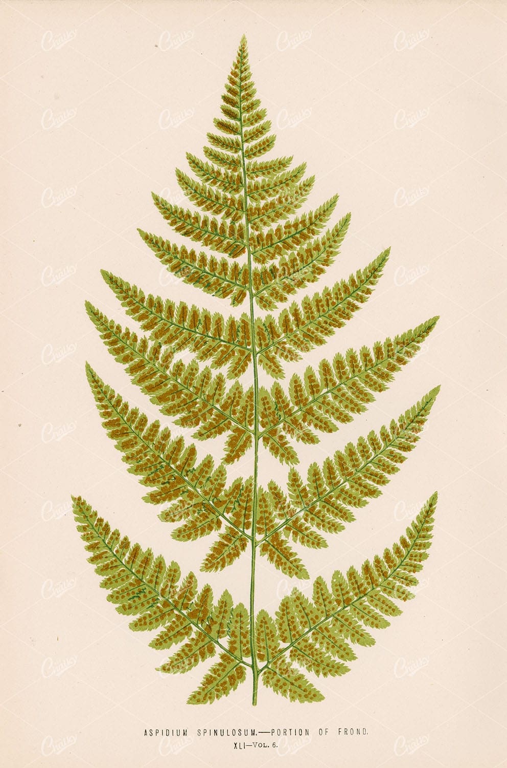 EDWARD Lowe - Interior Wall Art. Aspidium Spinulosum FERN Plate XLI Vol.6 - Botanical - Century Library