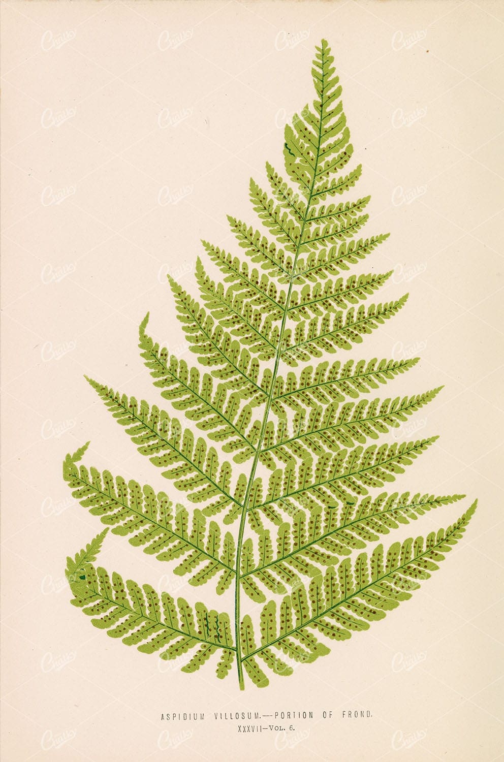 FERN Aspidium Villosum by Edward Joseph Lowe Plate XXXVII - Botanical - Century Library