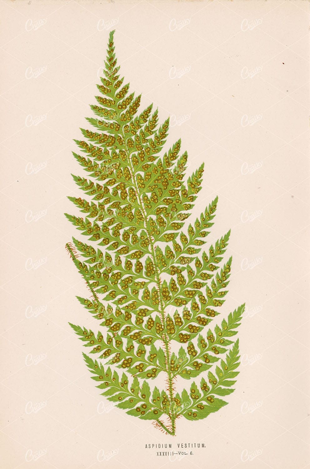 ASPIDIUM Vestitum Vintage Fern Wall Art by Edward Joseph Lowe Plate XXXVIII - Botanical - Century Library