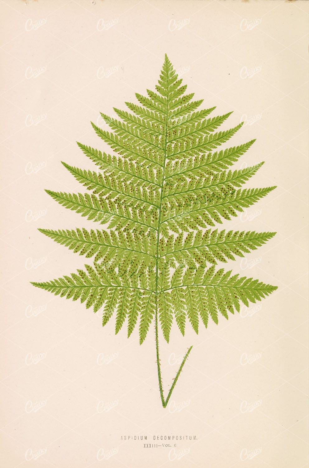 ASPIDIUM Decompositum Vintage Fern Wall Art by Edward Joseph Lowe Plate XXXIII - Botanical - Century Library