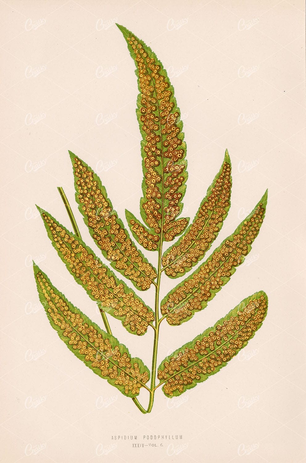 FERN Vintage Wall Art - Aspidium Podophyllum by Edward Lowe Plate XXXIV - Botanical - Century Library