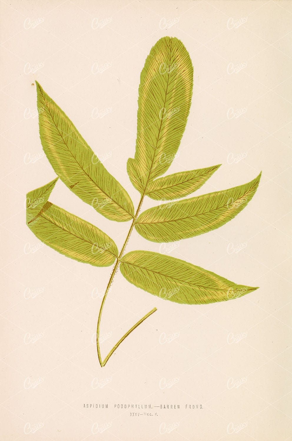 FERN Vintage Wall Art - Aspidium Podophyllum by Edward Lowe Plate XXXV - Botanical - Century Library