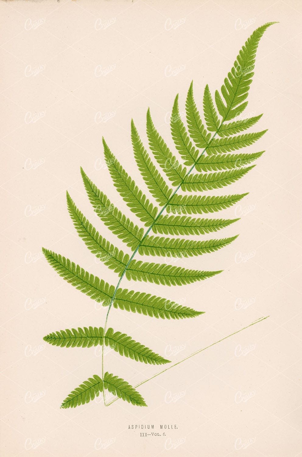 FERN Vintage Wall Art - Aspidium Molle by Edward Lowe Plate XXX - Botanical - Century Library
