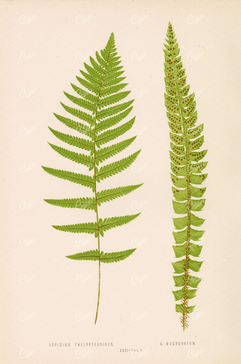 VINTAGE Fern Wall Art, by Edward Lowe. Aspidium Thelypteroides Plate XXXI - Botanical - Century Library