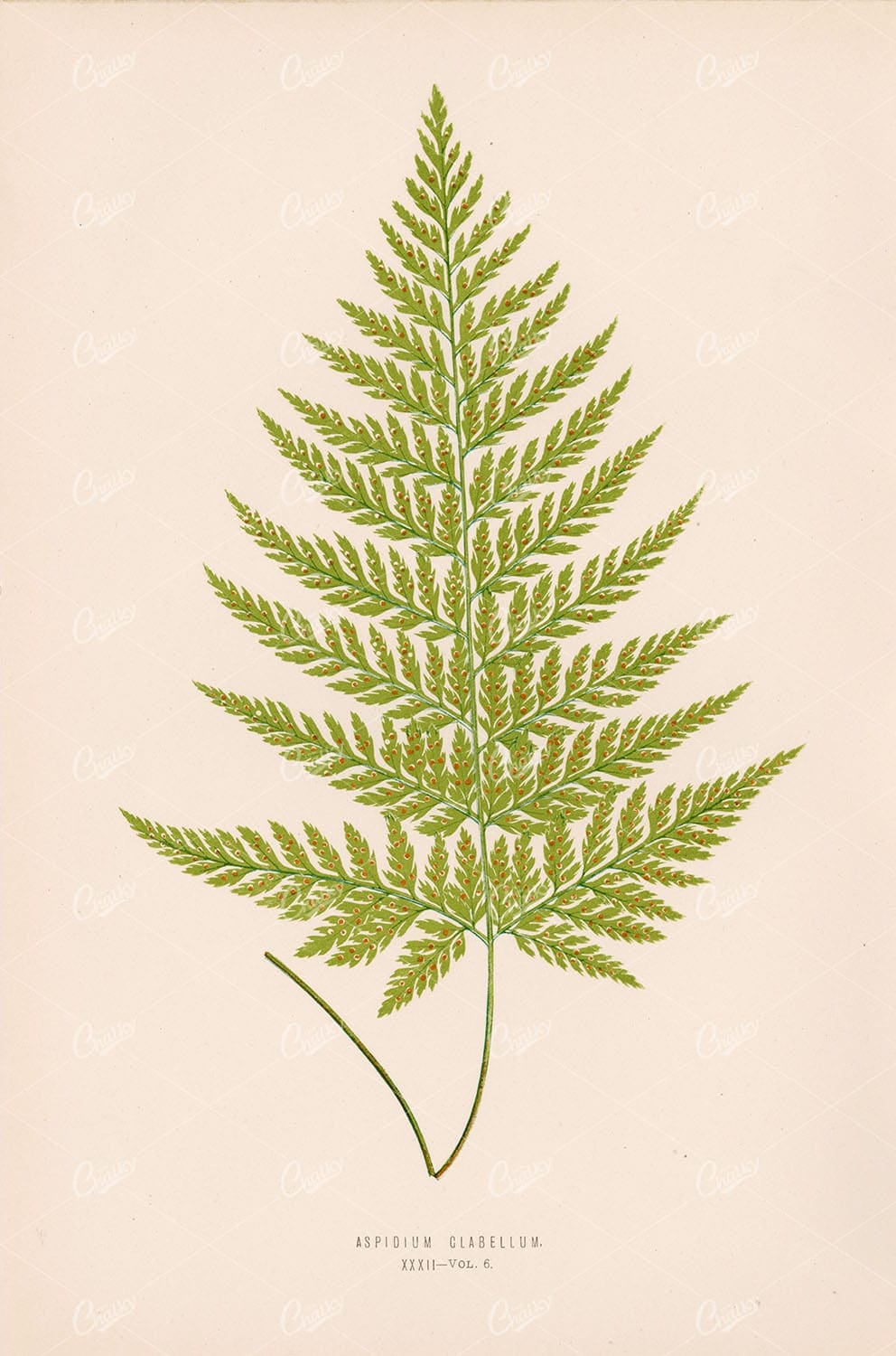 VINTAGE Fern Wall Art, by Edward Joseph Lowe. Aspidium Glabellum Plate XXXII - Botanical - Century Library