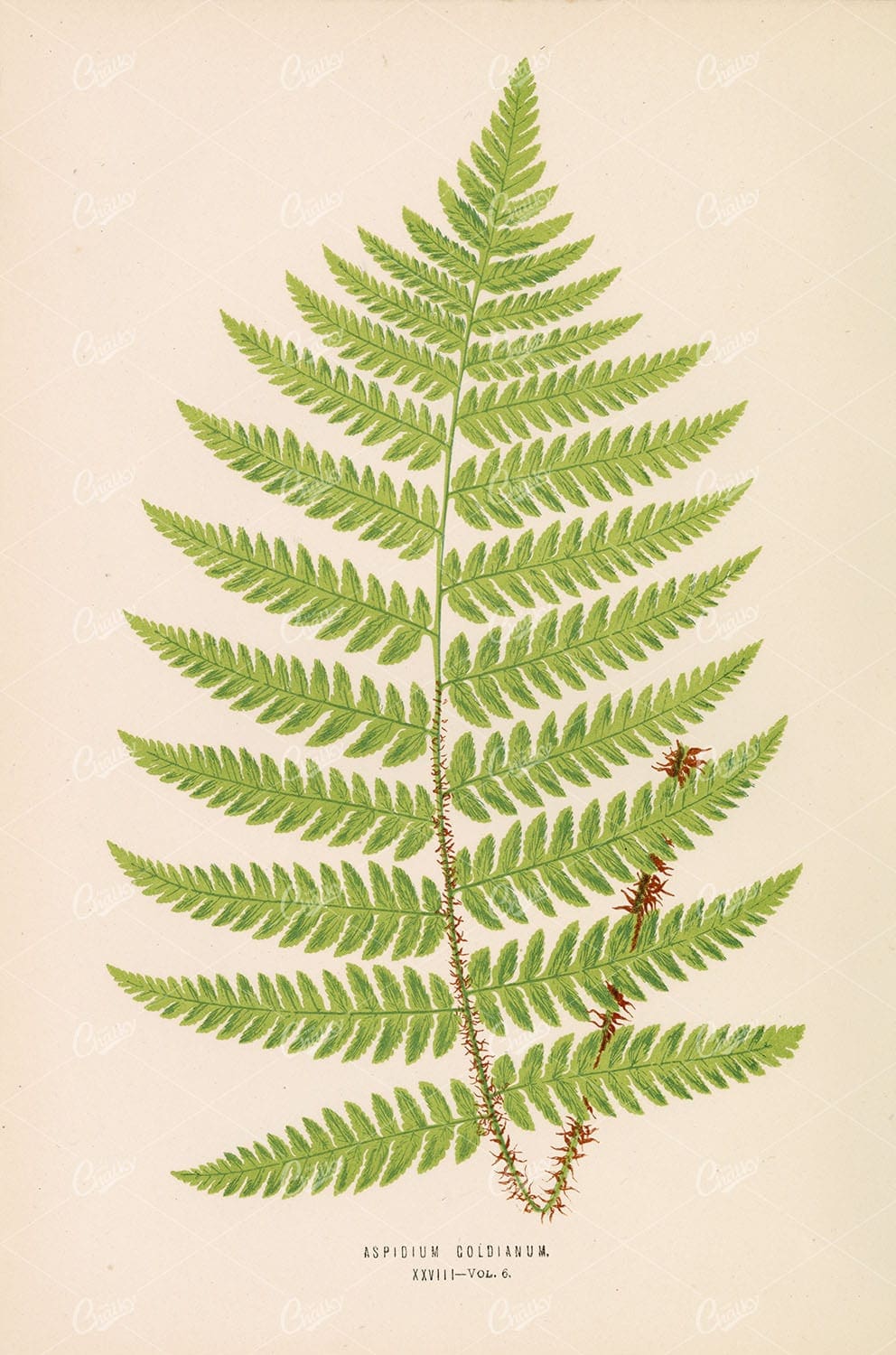 VINTAGE Botanical Wall Art by Edward Lowe 1856 - Aspidium Goldianum Plate XXVIII - Botanical - Century Library