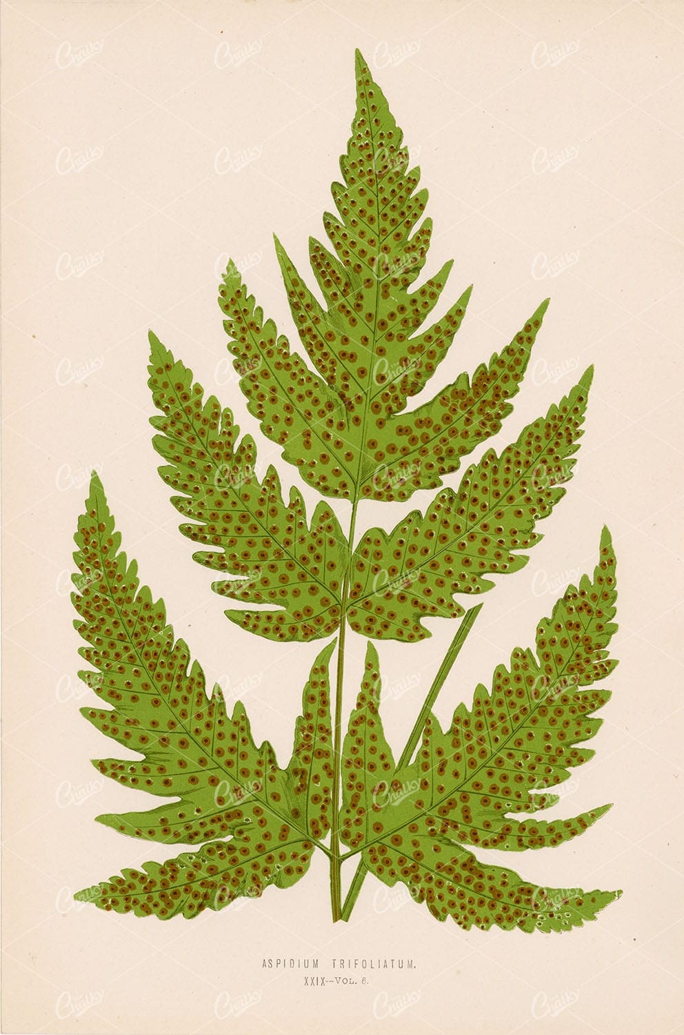 VINTAGE Botanical Wall Art by Edward Lowe 1856 - Aspidium Trifoliatum Plate XXIX - Botanical - Century Library