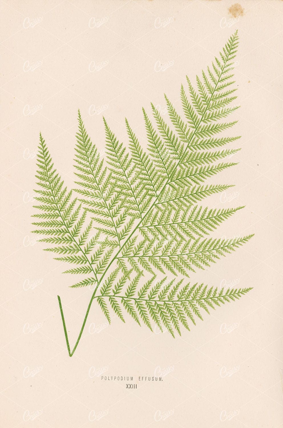 BRITISH and Exotic Ferns: Polypodium Effusum by Edward Lowe Plate XXIII