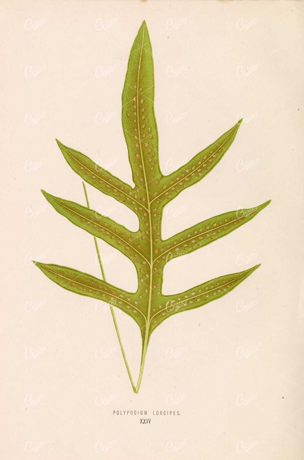 BRITISH and Exotic Ferns: Polypodium Longipes by Edward Lowe Plate XXIV