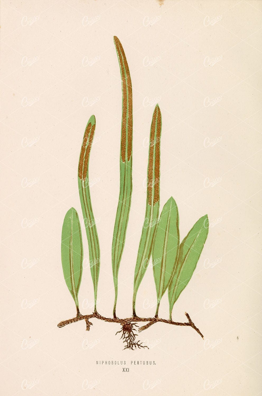 BRITISH and Exotic Ferns: Niphobolus Pertusus by Edward Lowe Plate XXI