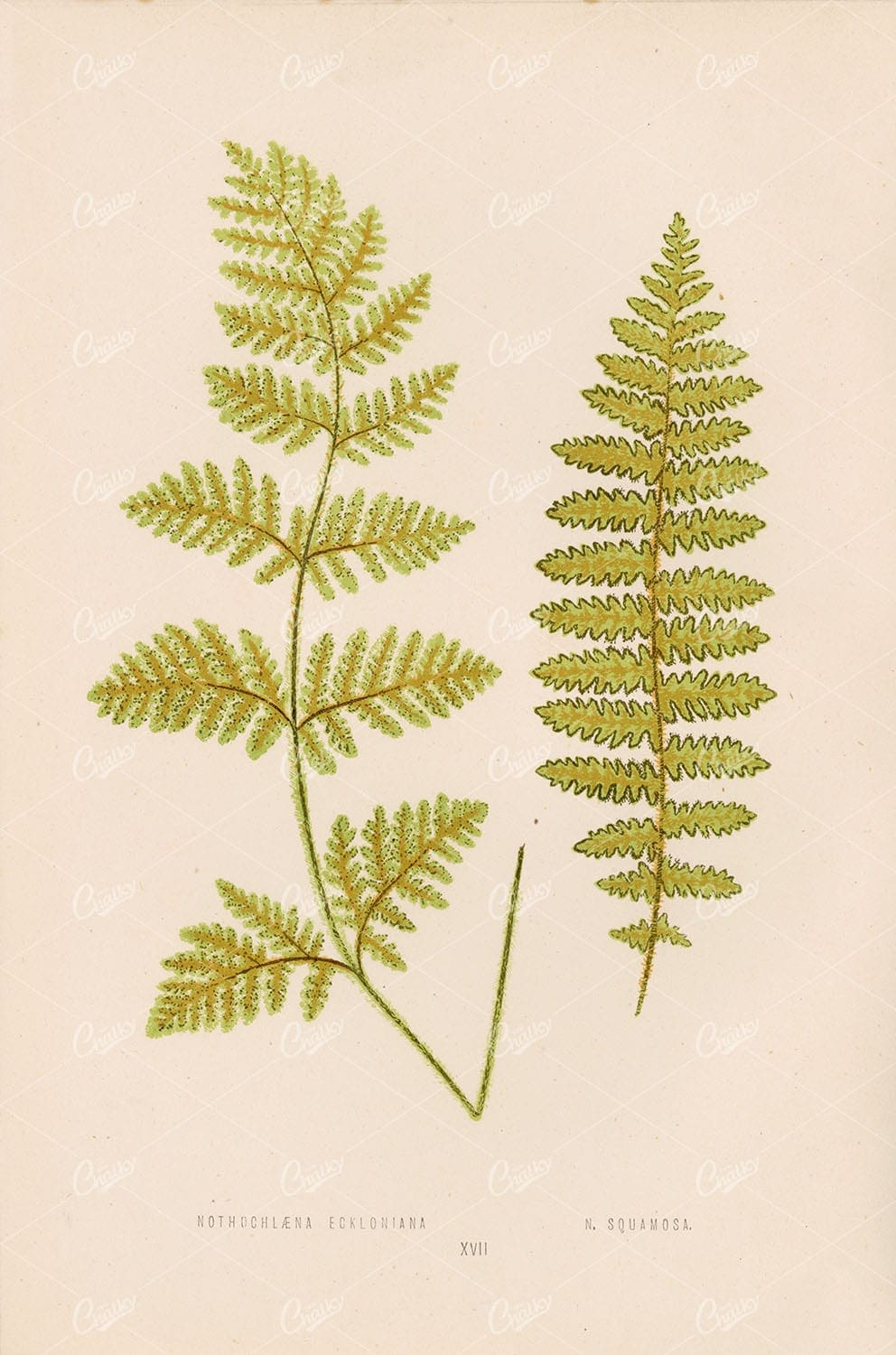 BRITISH and Exotic Ferns: Nothochlaena Eckloniana by Edward Lowe Plate XVII