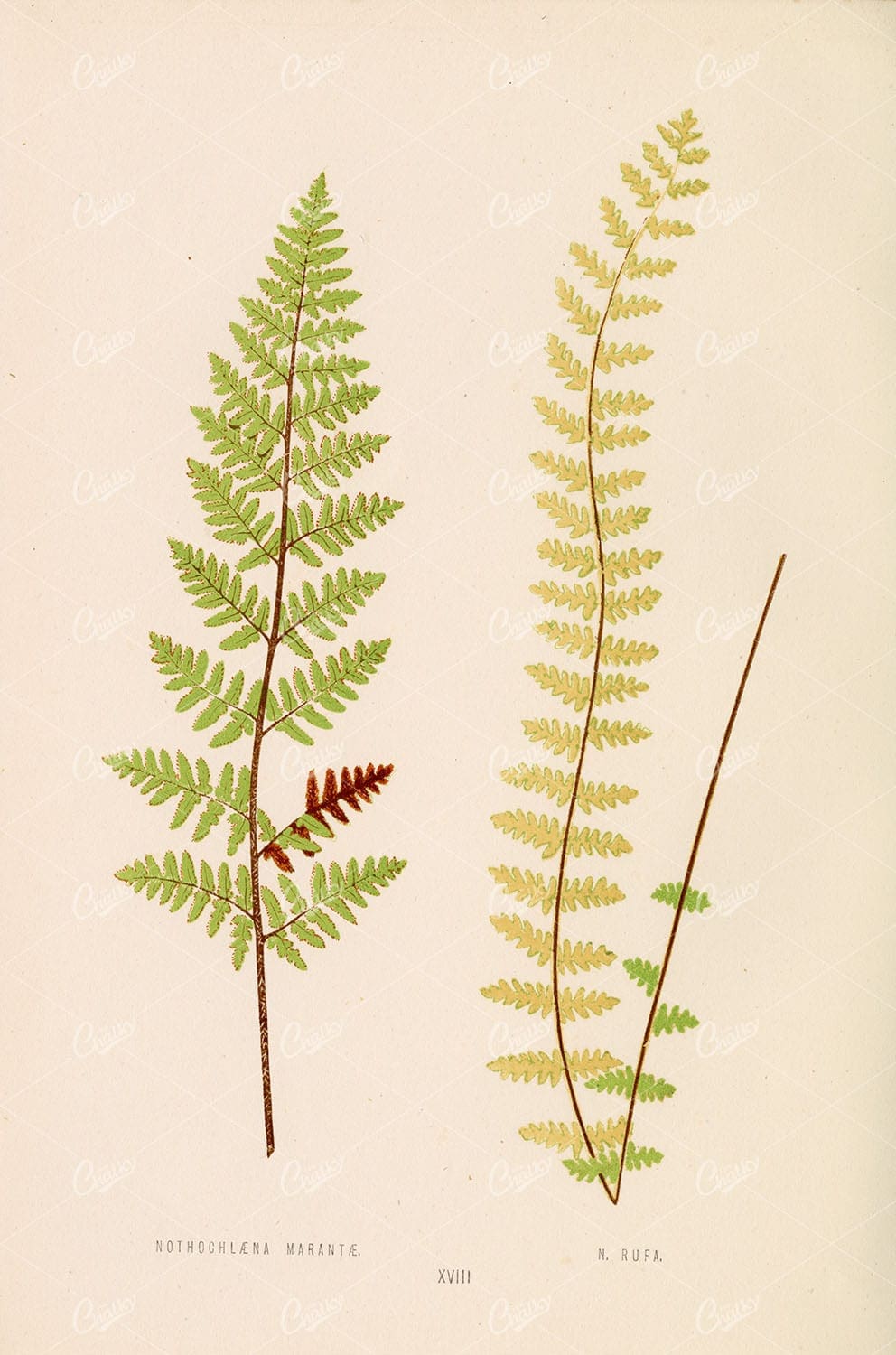 BRITISH and Exotic Ferns: Nothochlaena Marantae by Edward Lowe Plate XVIII
