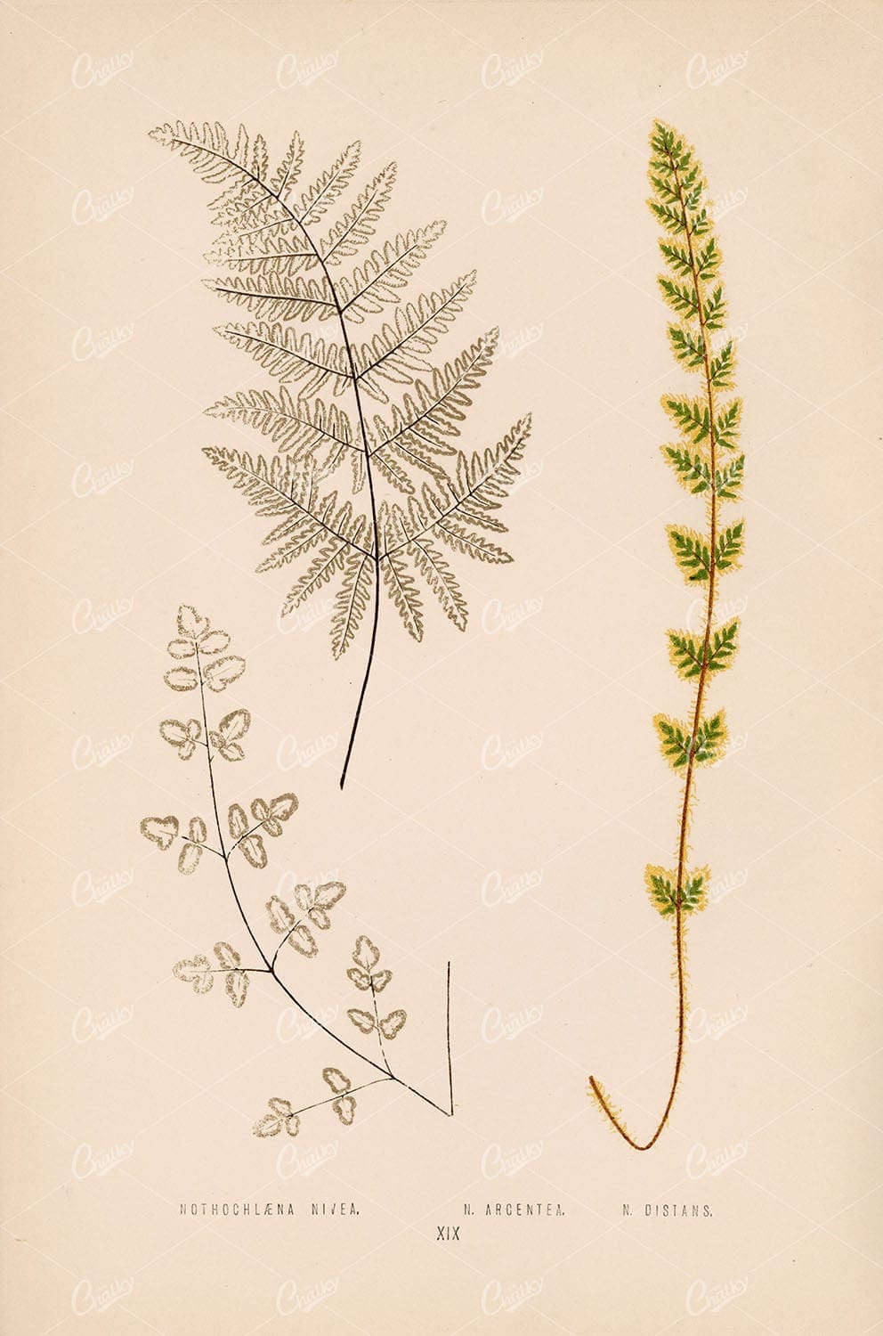 BRITISH and Exotic Ferns: Nothochlaena Nivea, Argentea, Distans by Edward Lowe