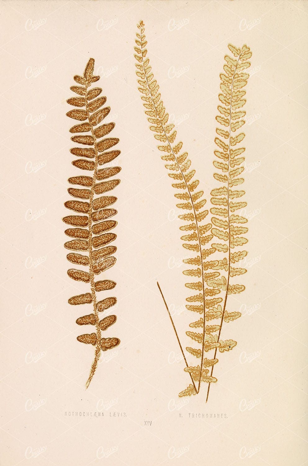 VINTAGE Botanical Stock Image - Nothochlaena Laevis and Trichomanes by Edward Lowe