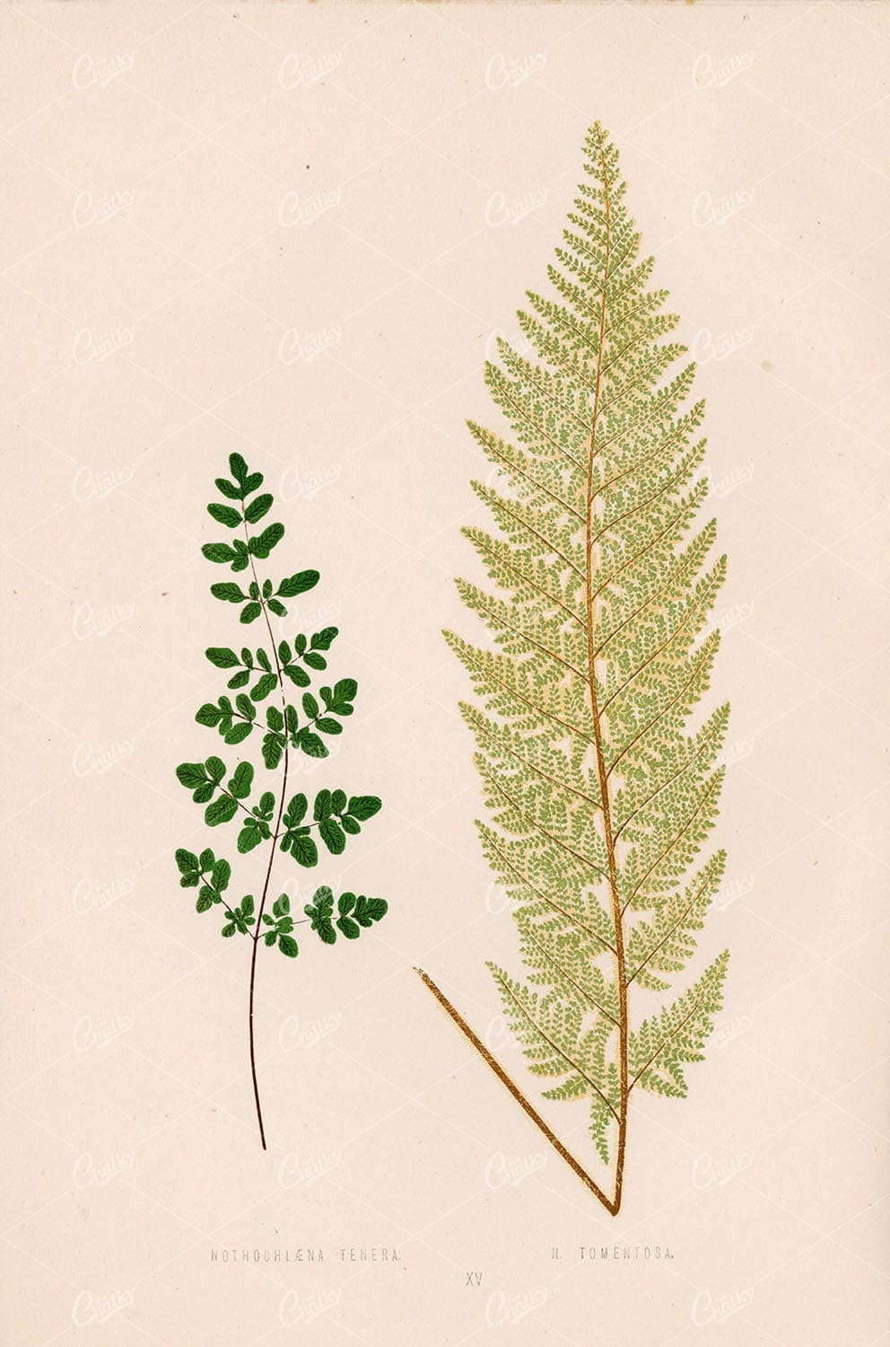 VINTAGE Botanical Stock Image - Nothochlaena Tenera and Tomentosa by Edward Lowe