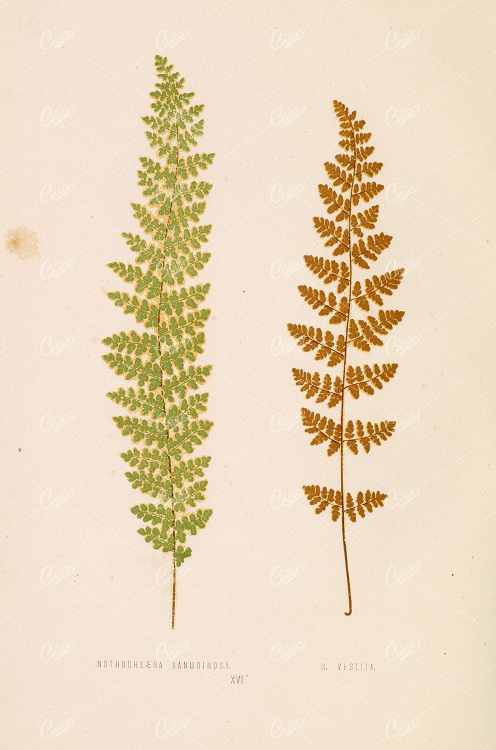 VINTAGE Botanical Stock Image - Nothochlaena Lanuginosa and Vestita by Edward Lowe