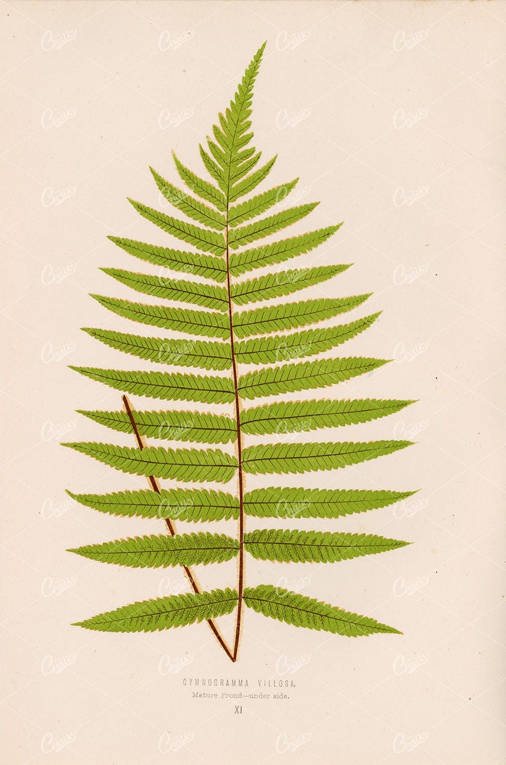 GYMNOGRAMMA Villosa - Mature Frond, by Edward Joseph Lowe 1856