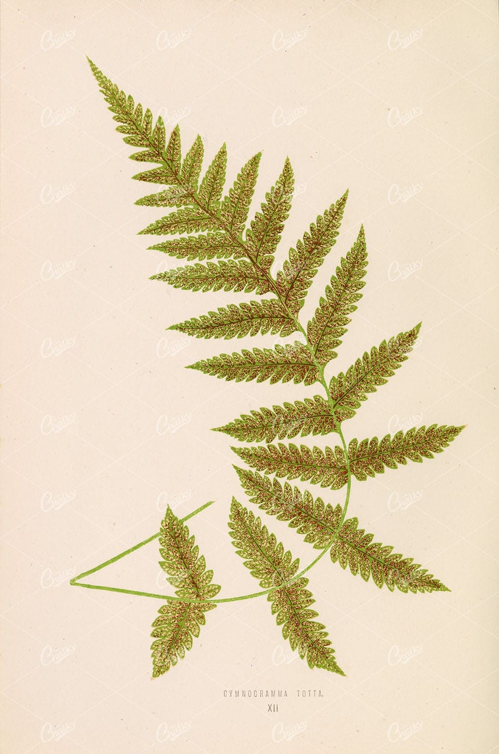 GYMNOGRAMMA Totta, Edward Joseph Lowe 1856. Vintage Wall Art